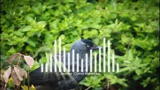 Jackdaw  - (Corvus Monedula)