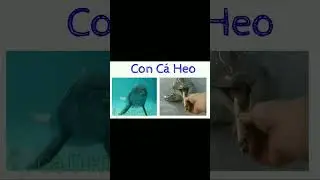 c&aacute; heo dễ thương, động vật biển #hoctap #tapnoi #xuhuong #hoccungcon #hoccungbe #treem #giaitri