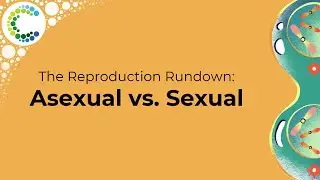 The Reproduction Rundown: Asexual vs Sexual