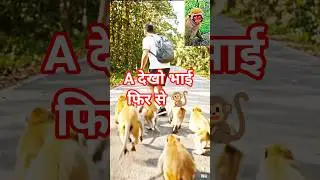 A देखो भाई फिर से 🐒 funny monkey shorts video #shorts