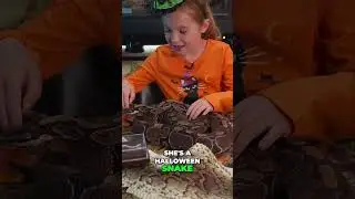 Mia's Ball Python Handling Tips #reptiles #ballpython #snakes