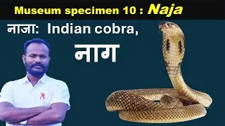 Museum specimen 10 : Naja : Cobra:  Nag: by Anand sir