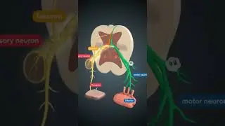 Reflex Arc Explained in 3D | How the Spinal Cord&rsquo;s Simplest Circuit Saves Lives