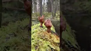 Rudens bisīte Gyromitra infula Saddle-shaped False Morel