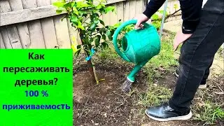 Как пересаживать деревья? Приживаемость до 100 процентов.