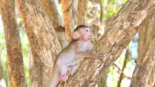 Cute Baby Monkey Emilo