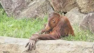 大鳴きしたリキちゃん・オランウータン
