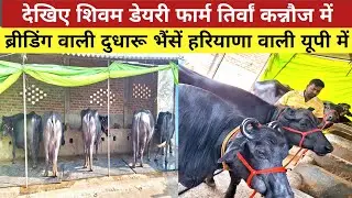 देखिए शिवम डेयरी फार्म कन्नौज में हरियाणा से आई भैंसें उपलब्ध गारन्टी के साथ | shivam dairy farm