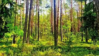Спокойное пение птиц в глубине леса 🌿 Природная атмосфера для релаксации