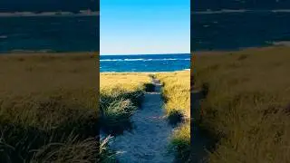 Quiet Moments at Cape Cod | Provincetown, MA | Road Trip | #travelvlog 🦊🦭🐶🌊
