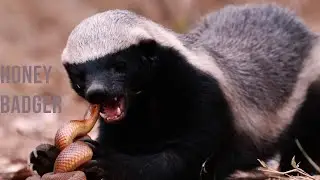 No Rival Too Big | Animals Messed with the Wrong Honey Badger