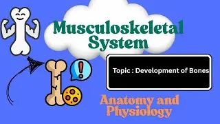 Bone development | Classification of Bones | Musculoskeletal System | in Hindi