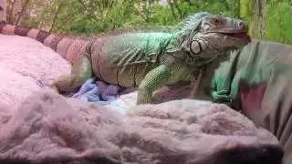 Toast monster iguana