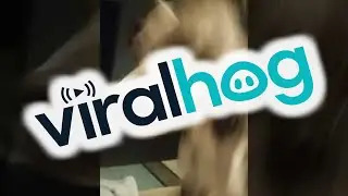 You Wanna Go for a Walk? || ViralHog