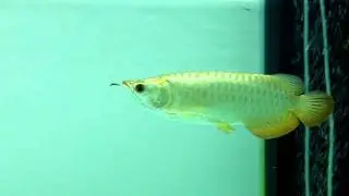 24k Crossback Arowana Premium Grade