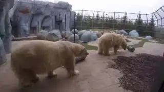TORONTO ZOO REVIEW -  DECEMBER 2015