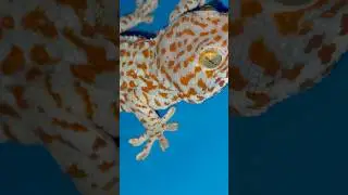 Gecko 10 #tacke #gecko #tokek #lizard #leopardgecko #animals