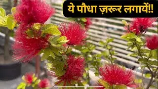 Powder Puff Plant | Calliandra Plant | बहुत सुंदर फ़ूल