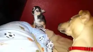 PETIT CHIEN VS GROS CHIEN - COMBAT DE CHIEN DR&Ocirc;LE - HUMOUR CHIEN - CHIEN RIGOLO