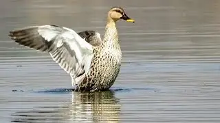 Duck Flapping Wings in Slow Motion | Duck Displaying in the River