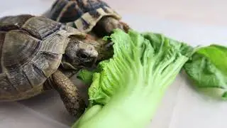 Eat bitter mustard greens || tortoise eating vegetables