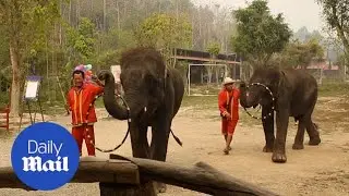 Elephants dance and balance hula hoops on their trunk