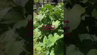 How To Tell If Your Sweet Potato Vines Are Producing Sweet Potatoes in the Soil.
