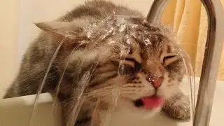 Wow so cute animals || funny cats || cute kittens videos Compilation#19 || #GlobalCats