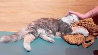 this adorable cat wouldn’t let go of my bag