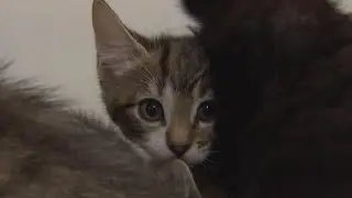 It's National Cat Day