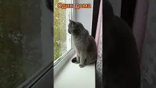 cat#британский #кот #тайсон