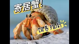 寄居蟹-饲养指南