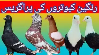 Kabootar Farming in Pakistan /pigeon breeding process || Pigeon Weekly Diiet plan