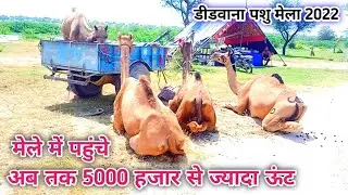 डीडवाना पशु मेले में आये हजारों ऊंट! मेले की बी रोनक! डीडवाना मेले का सानदार नजारा! Exploring_Marwar