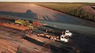 Sugar Cane Harvesting - Australia