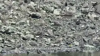 Can you see them? Migratory PACIFIC GOLDEN PLOVERS perfectly camouflaged! @Sungei Buloh, Singapore 