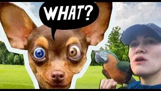 DOGS ARE TAKING OVER! I AM DONE WITH FREE FLYING IN THE PARK!