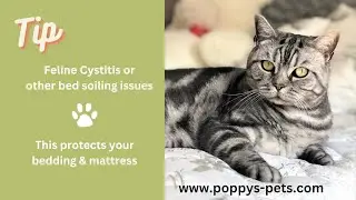 Protect Your Bed from Cat Pee for Less Than &pound;3 - Ideal Solution