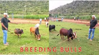 Breeding Bulls | Nadipathy goshala | Yeleswaram