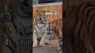 Ranking Top 5 FUNNY TIGER MOMENTS🤣 #shorts #funny #tigers #tiger