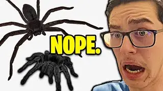I HATE SPIDERS!!!