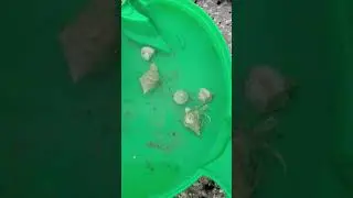 Crab fight. National Geographic in the backyard