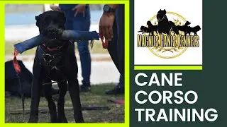 Cane Corso Dog Training | Cane Corso Puppy