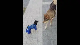 Russian toy terrier meets vagabond dog #shorts