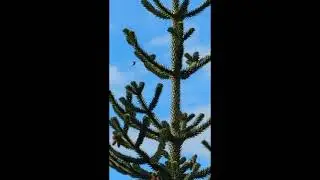 Humming bird and monkey tree #bird #tree #hummingbird #monkeytree #canada #britishcolumbia #sky