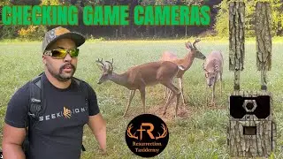 Checking Mineral Sites! @ResurrectionTaxidermy #taxidermy #deerhunting ##nature #deer #hunting #wild