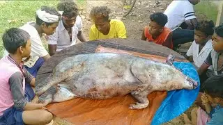 How to clean and eat pork meat in tribal areas//Eating delicious//very testy pig meat