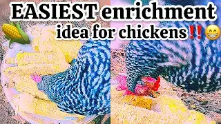 Blind Chicken LOVES This‼️🐔☺️