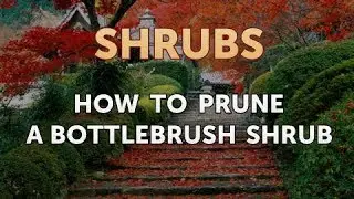 How to Prune a Bottlebrush Shrub