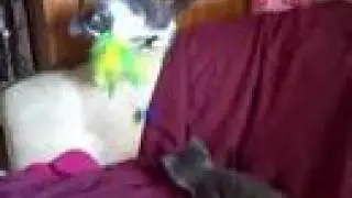 Captain Peanut the Kitten vs. the Feathers